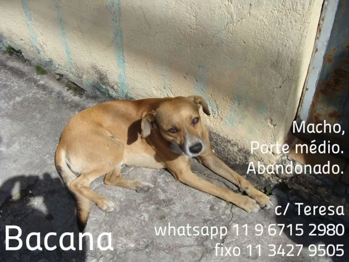 Cachorro ra a SRD idade 2 anos nome BACANA