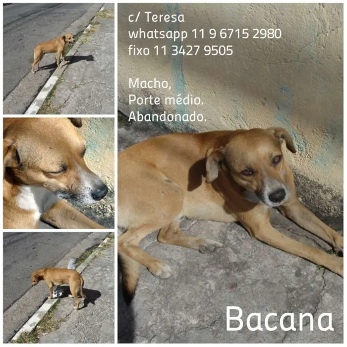 Cachorro ra a SRD idade 2 anos nome BACANA