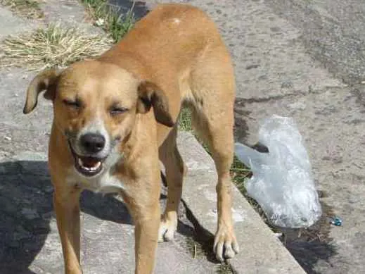 Cachorro ra a SRD idade 2 anos nome BACANA