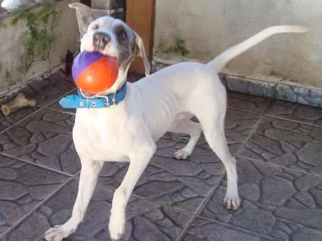 Cachorro ra a Labrador idade 5 anos nome Woody