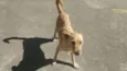 Mel
