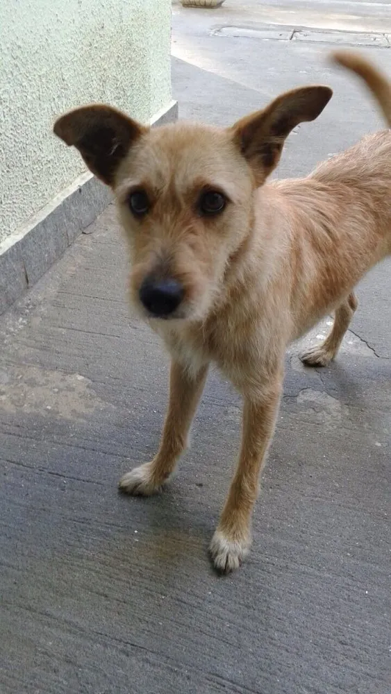 Cachorro ra a Vira-lata idade 3 anos nome Mel