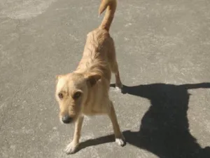 Cachorro raça Vira-lata idade 3 anos nome Mel