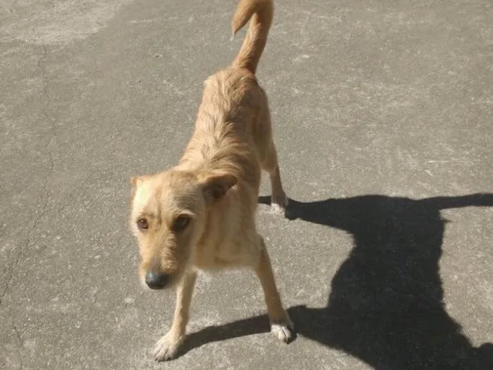 Cachorro ra a Vira-lata idade 3 anos nome Mel