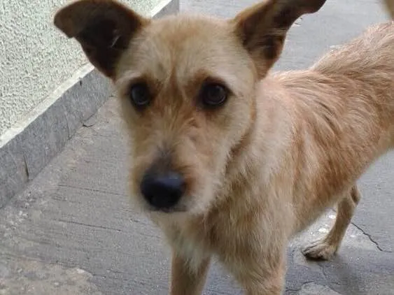 Cachorro ra a Vira-lata idade 3 anos nome Mel