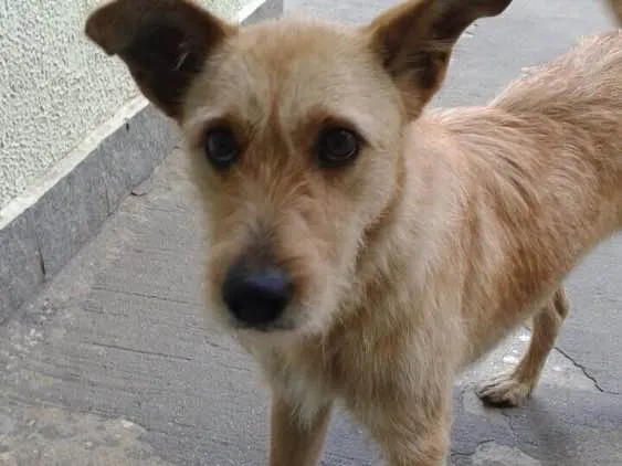 Cachorro ra a Vira-lata idade 3 anos nome Mel