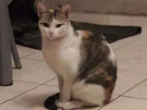 Gato raça  idade 1 ano nome Sem nome 
