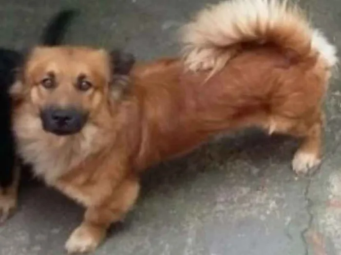 Cachorro ra a indefinida idade Abaixo de 2 meses nome Indefinidos