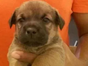 Cachorro raça indefinida idade Abaixo de 2 meses nome Indefinidos