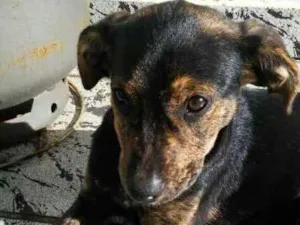 Cachorro raça não sei idade 2 a 6 meses nome Moa