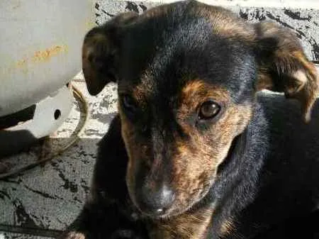 Cachorro ra a não sei idade 2 a 6 meses nome Moa