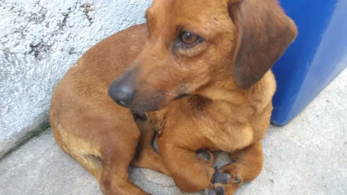 Cachorro ra a Basset idade 4 anos nome Lilica