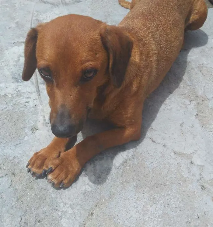 Cachorro ra a Basset idade 4 anos nome Lilica