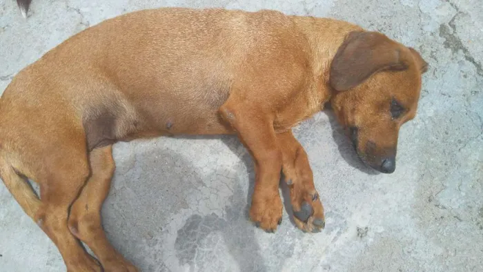 Cachorro ra a Basset idade 4 anos nome Lilica