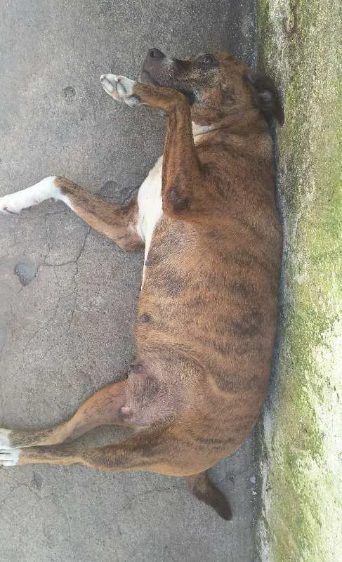Cachorro ra a Pitbull idade 6 ou mais anos nome Luma
