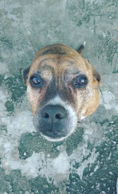 Cachorro ra a Pitbull idade 6 ou mais anos nome Luma