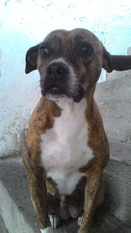 Cachorro ra a Pitbull idade 6 ou mais anos nome Luma