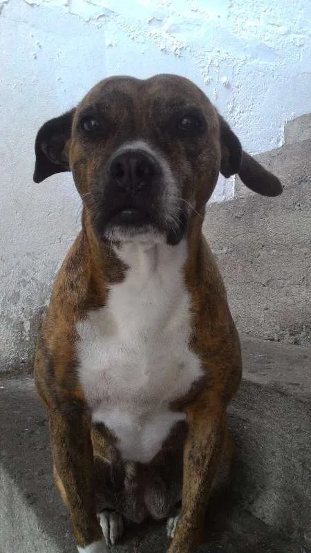 Cachorro ra a Pitbull idade 6 ou mais anos nome Luma
