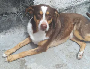 Cachorro raça  idade 4 anos nome Mel