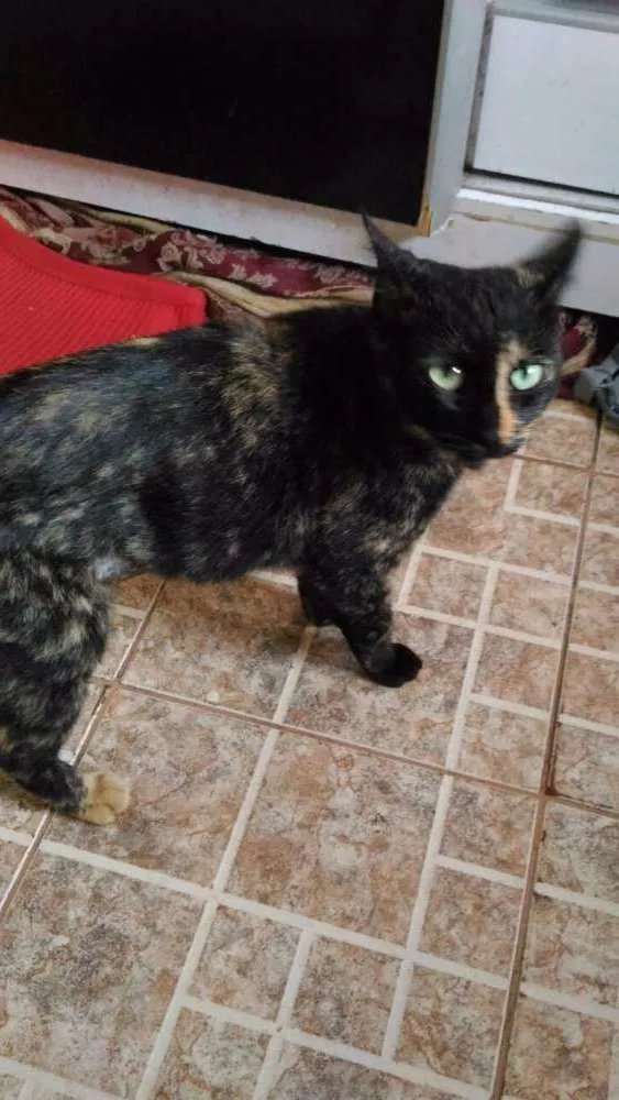 Gato ra a SRD idade 1 ano nome Gatinha abandonada