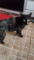 Gatinha abandonada