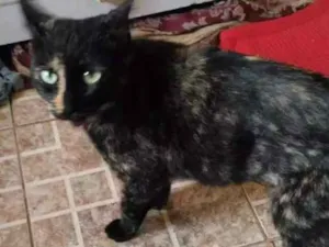 Gato raça SRD idade 1 ano nome Gatinha abandonada