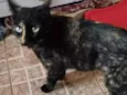 Gatinha abandonada