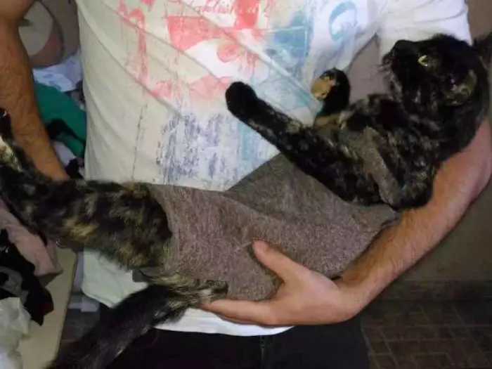 Gato ra a SRD idade 1 ano nome Gatinha abandonada