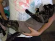 Gatinha abandonada