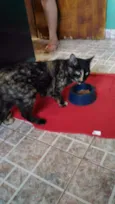 Gatinha abandonada