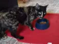 Gatinha abandonada