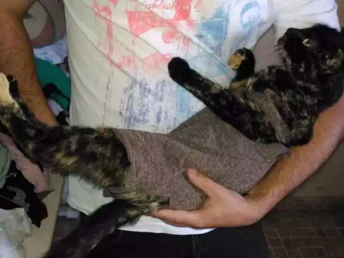 Gato ra a SRD idade 1 ano nome Gatinha abandonada