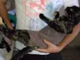 Gatinha abandonada