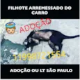 FilhoteCão