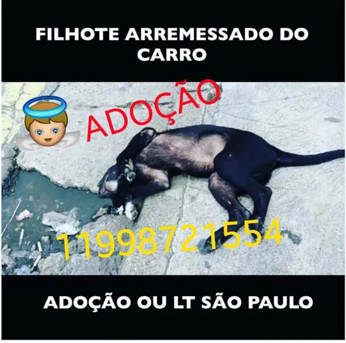 Cachorro ra a FilhoteCão idade 2 a 6 meses nome FilhoteCão