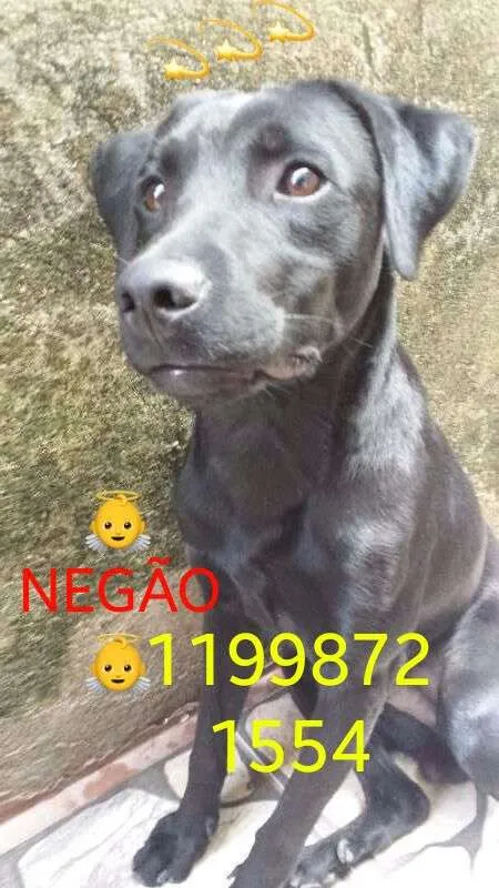 Cachorro raça Negão idade 2 a 6 meses nome Negão