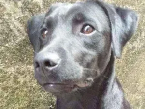 Cachorro raça Negão idade 2 a 6 meses nome Negão
