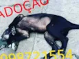 FilhoteCão