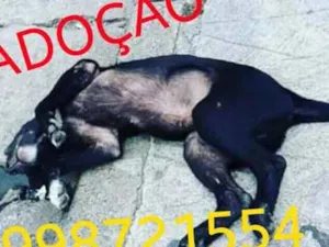 Cachorro raça FilhoteCão idade 2 a 6 meses nome FilhoteCão