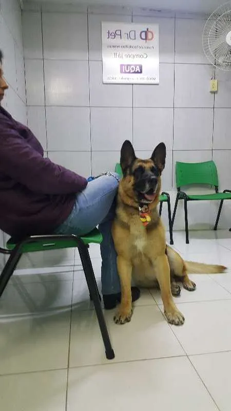 Cachorro ra a PASTOR ALEMÃO idade 3 anos nome PASTOR ALEMÃO
