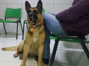 Cachorro raça PASTOR ALEMÃO idade 3 anos nome PASTOR ALEMÃO