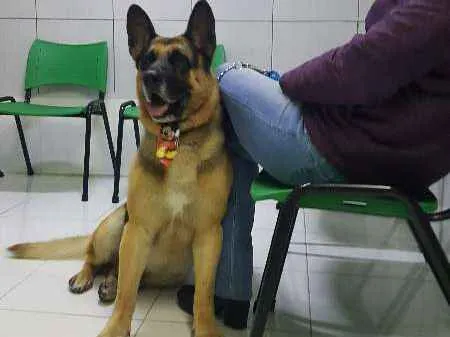 Cachorro ra a PASTOR ALEMÃO idade 3 anos nome PASTOR ALEMÃO
