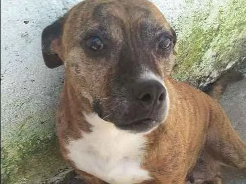 Cachorro ra a Pitbull idade 6 ou mais anos nome Luma