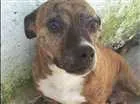 Cachorro raça Pitbull idade 6 ou mais anos nome Luma