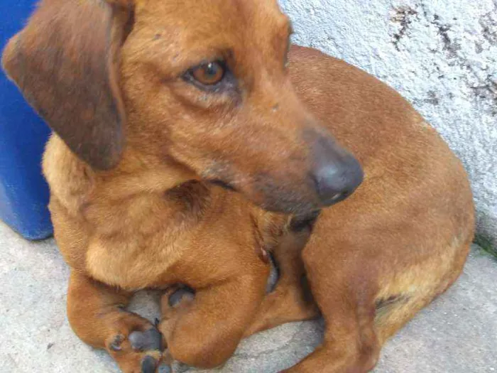 Cachorro ra a Basset idade 4 anos nome Lilica