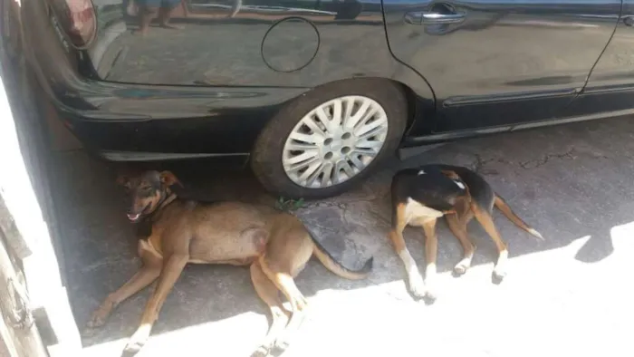 Cachorro raça Srd idade 2 a 6 meses nome João e Maria