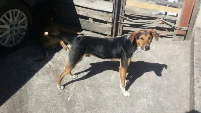 Cachorro raça Srd idade 2 a 6 meses nome João e Maria
