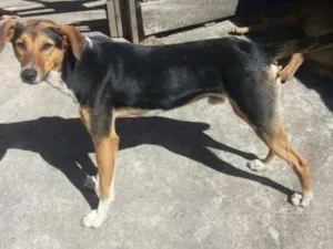 Cachorro raça Srd idade 2 a 6 meses nome João e Maria