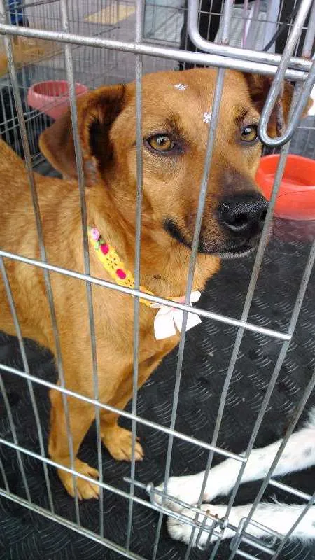 Cachorro ra a SRD idade 5 anos nome Flor