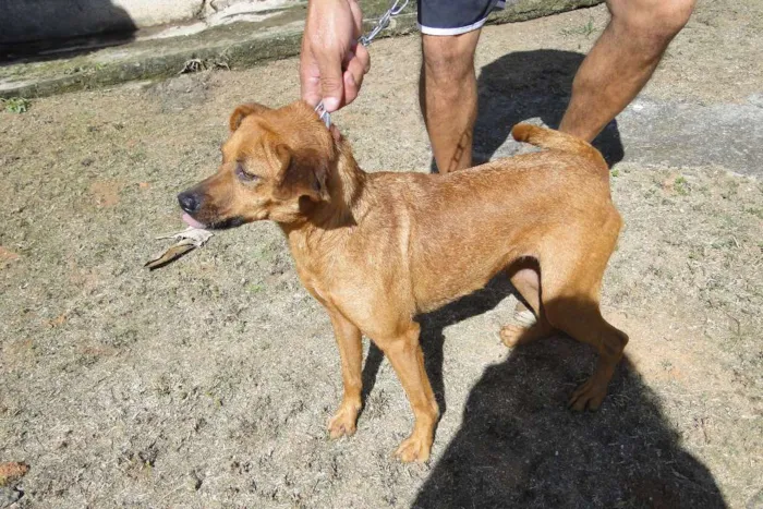 Cachorro ra a SRD idade 5 anos nome Flor